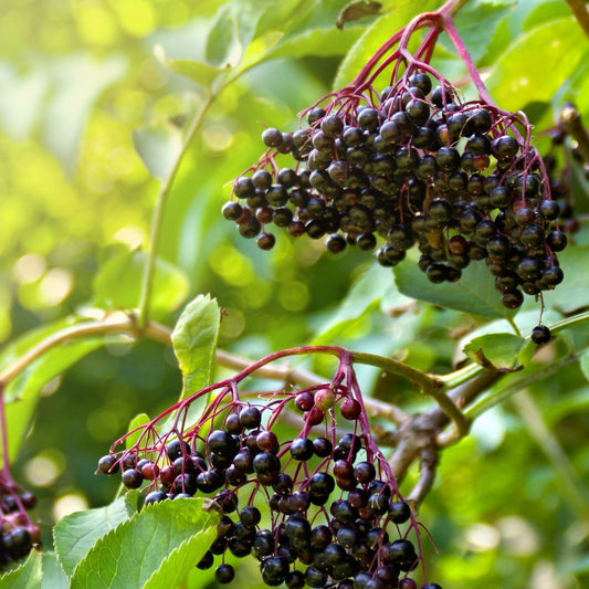 Marge Elderberry