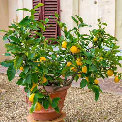 Improved Meyer Lemon Bush