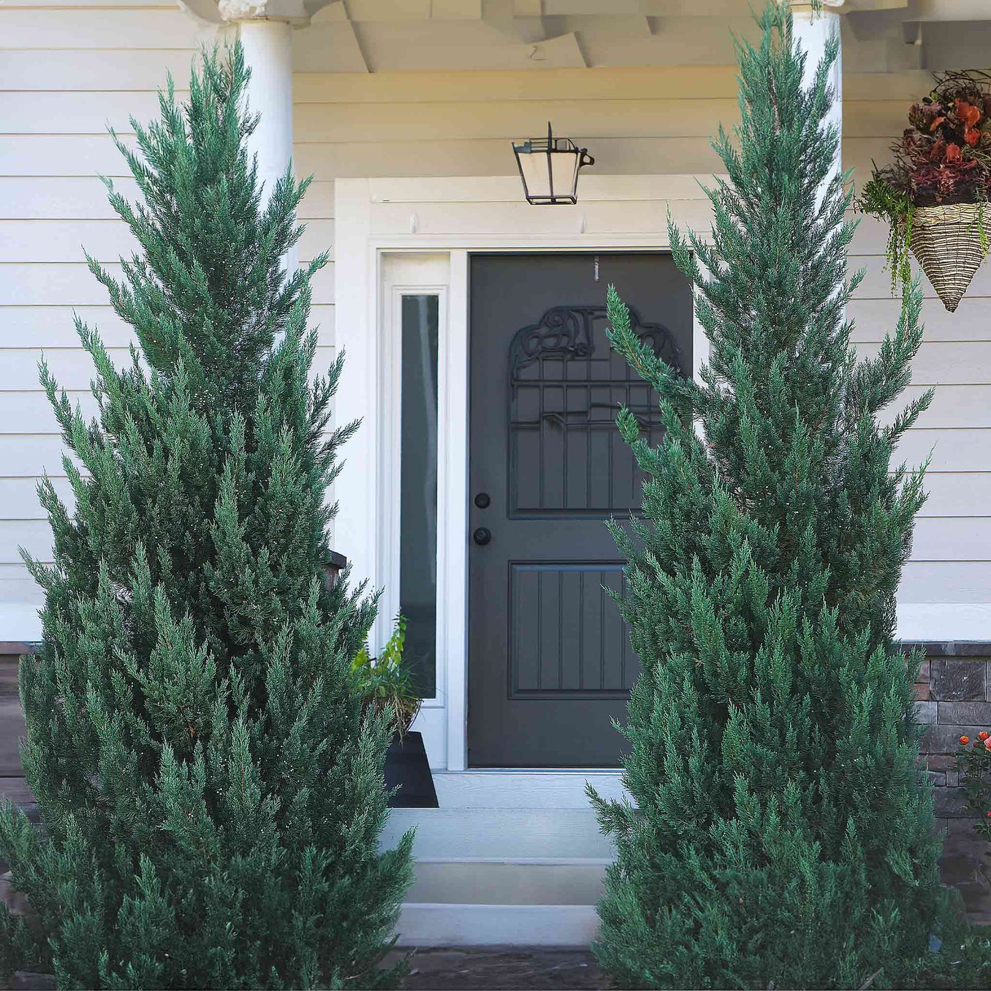 Moonglow Juniper Tree