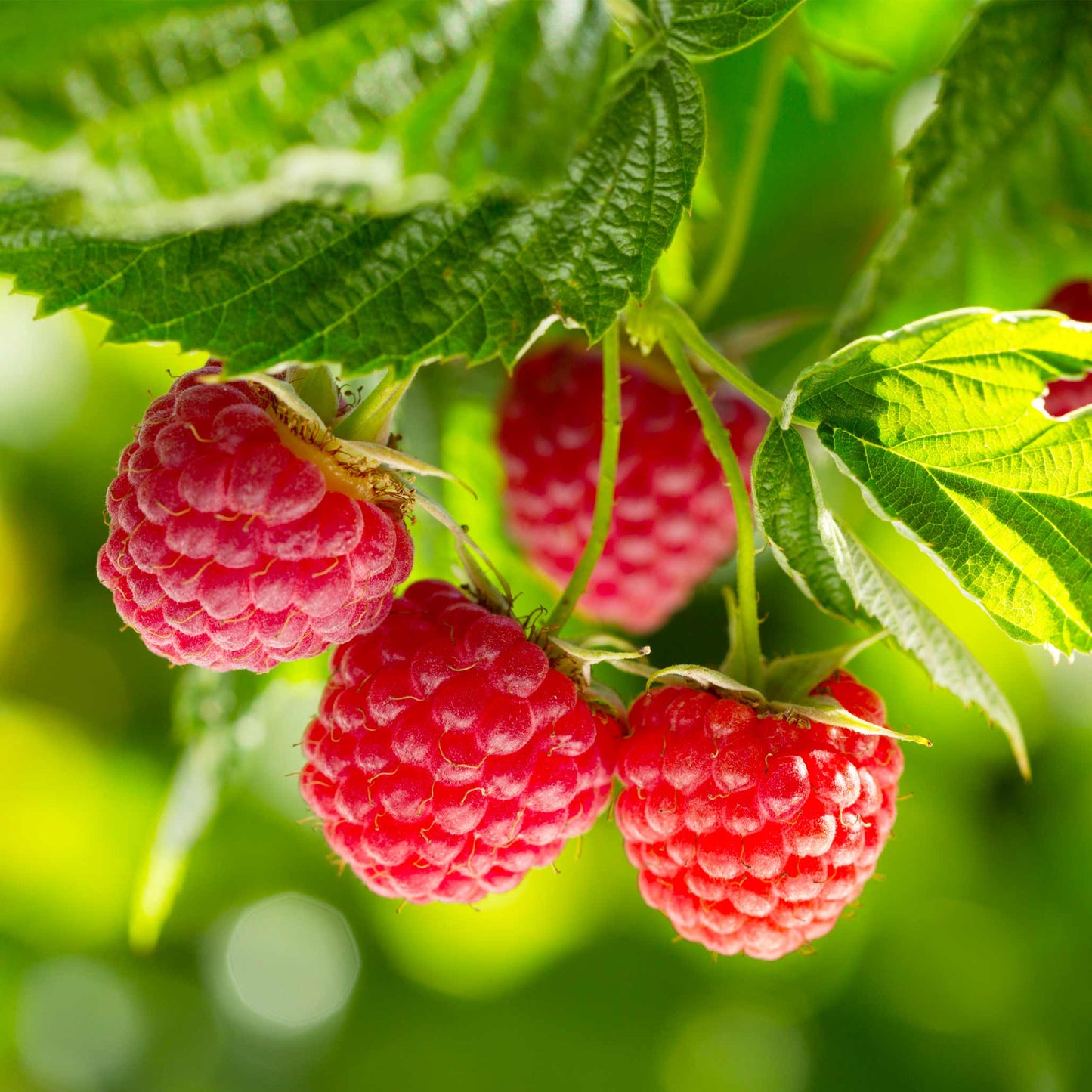 Nova Red Raspberry Plant