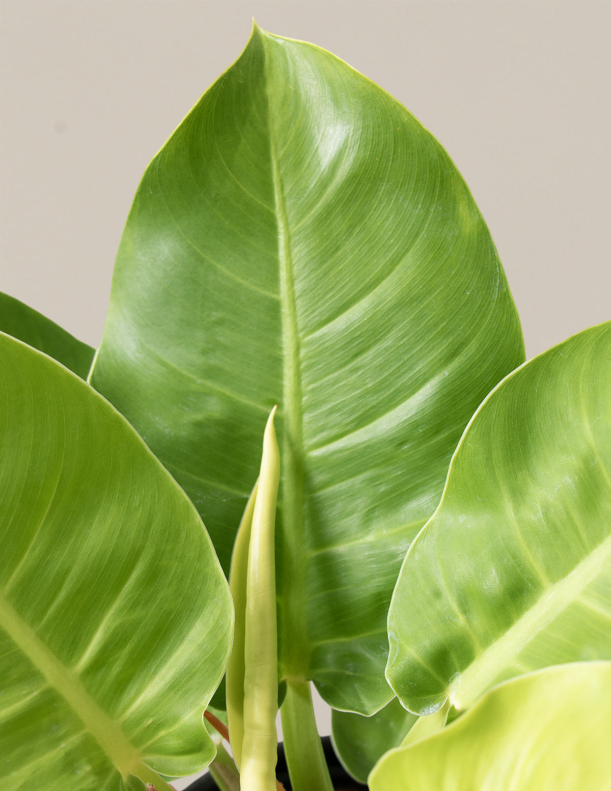 Philodendron "Moonlight"