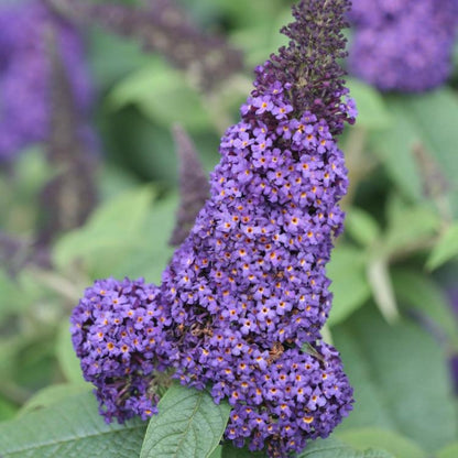 Pugster Blue® Butterfly Bush