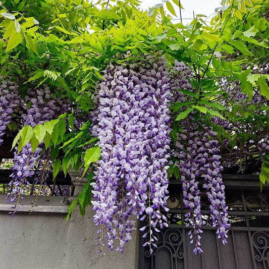 Purple Wisteria