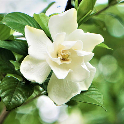 Radicans Gardenia