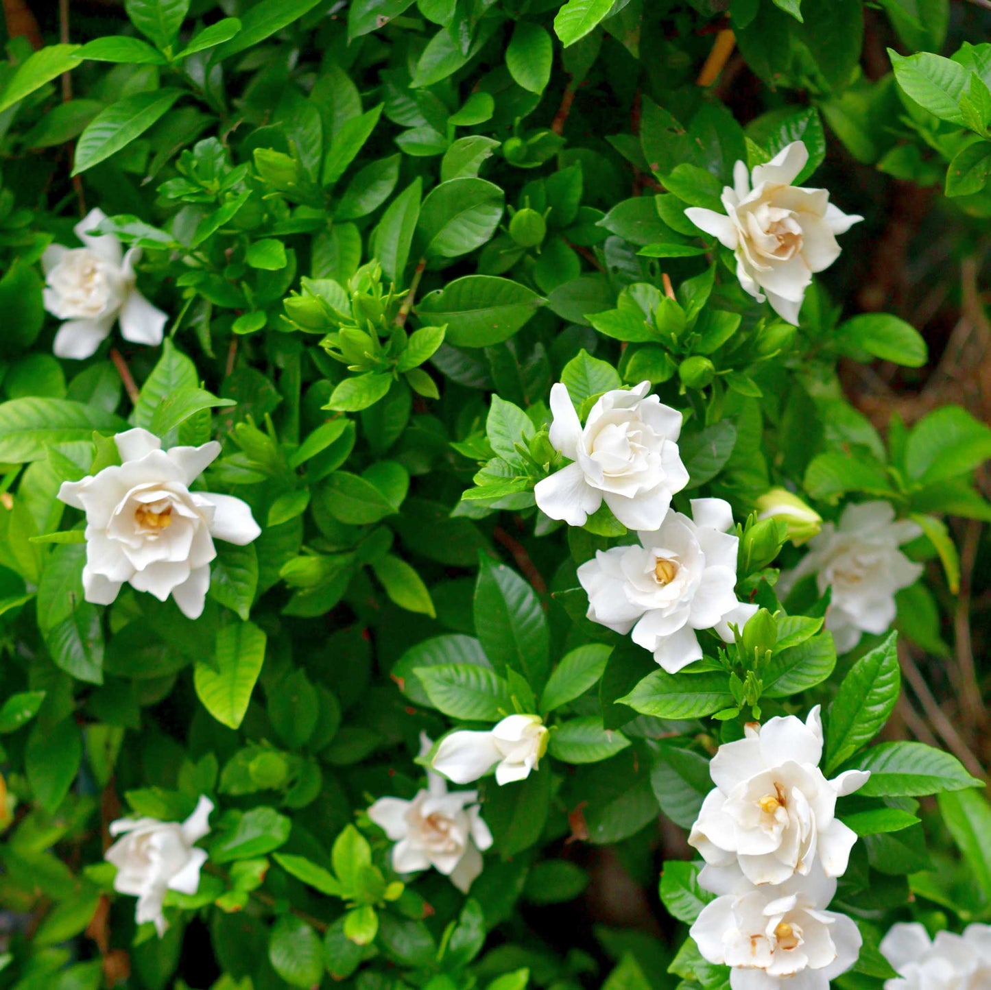 Radicans Gardenia