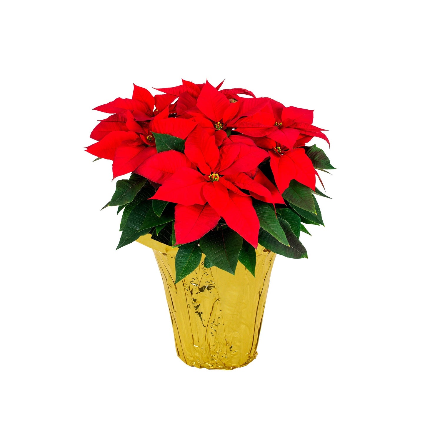 Holiday Poinsettia