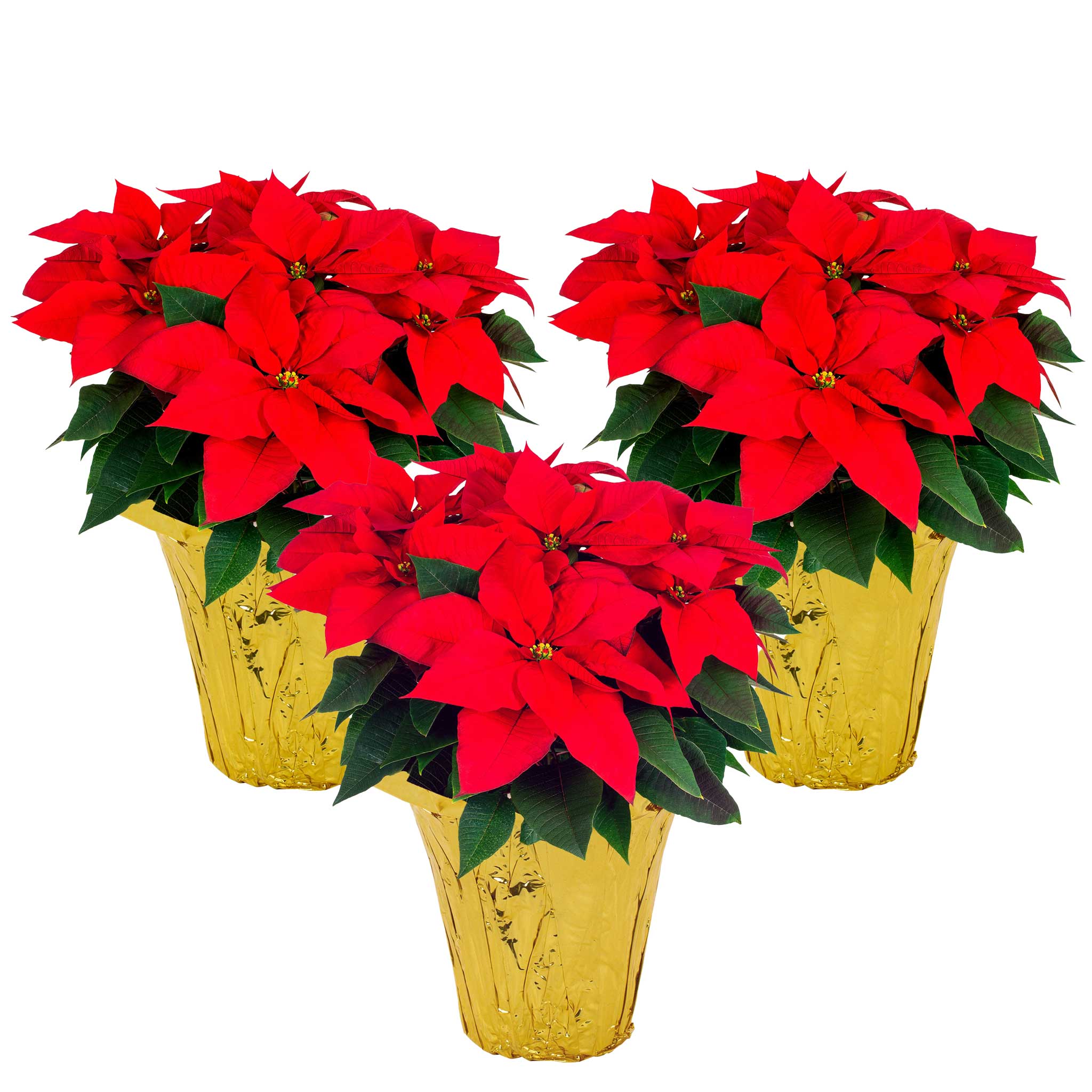 Holiday Poinsettia (3-Pack