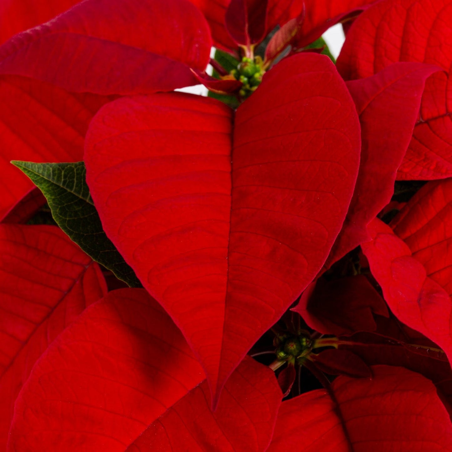 Holiday Poinsettia