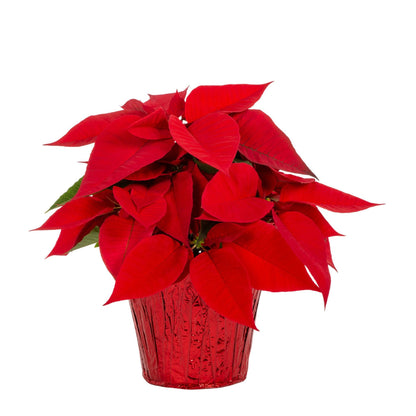 Holiday Poinsettia