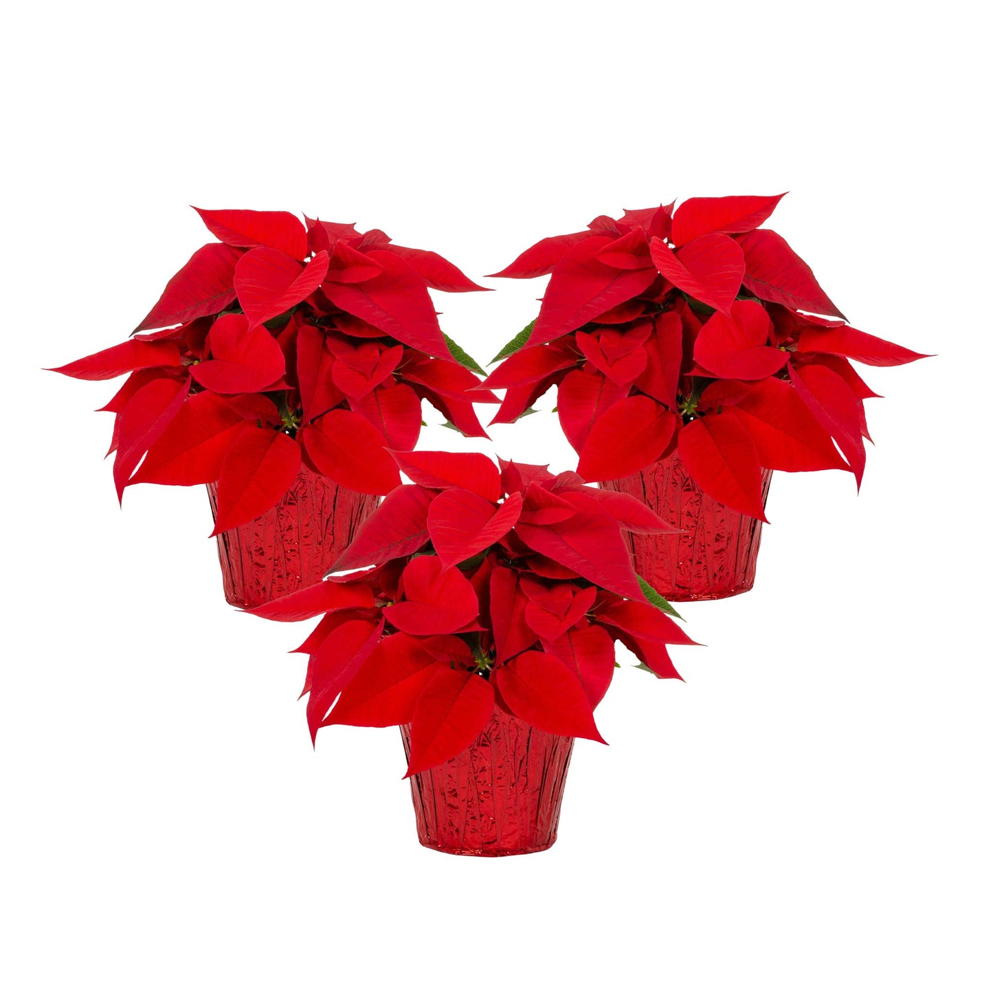 Red Holiday Poinsettia (3-Pack)