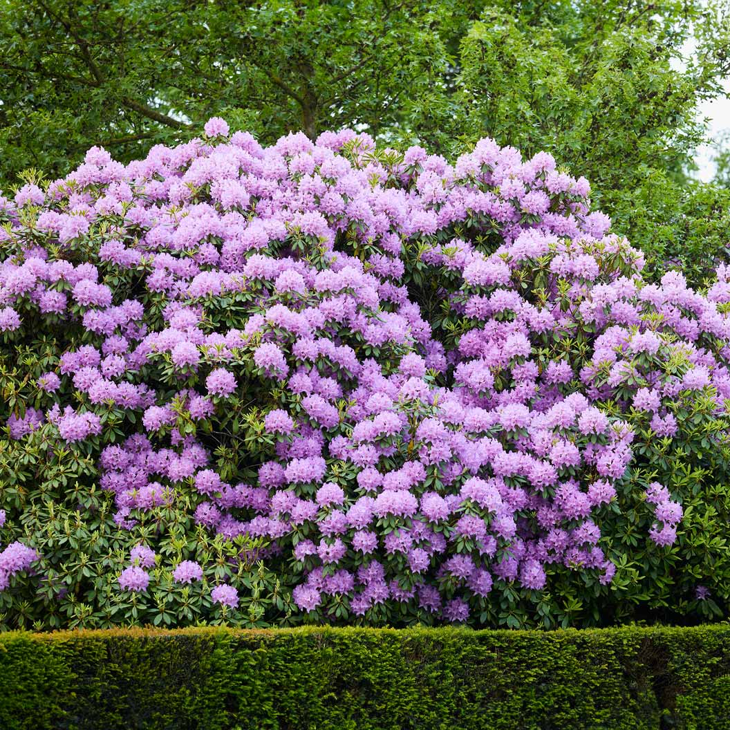 Boursault Catawba Rhododendron