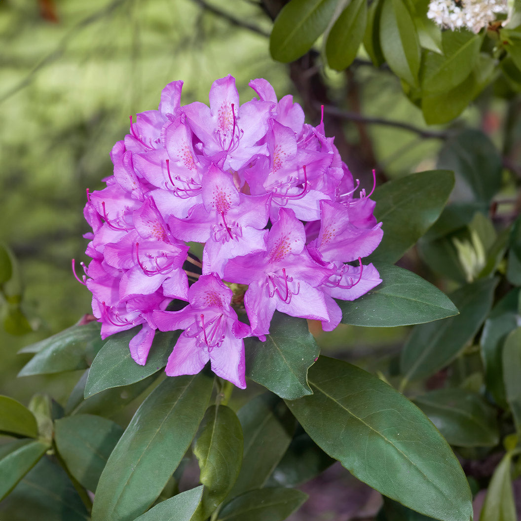 Boursault Catawba Rhododendron