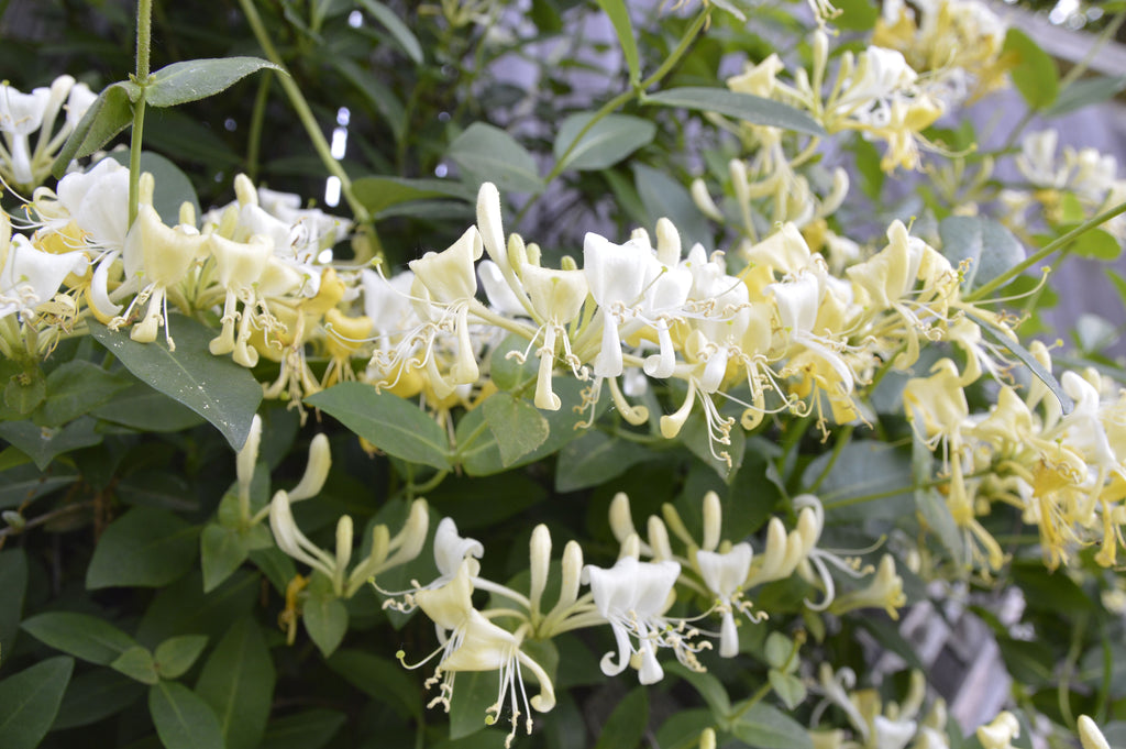 Honeysuckle