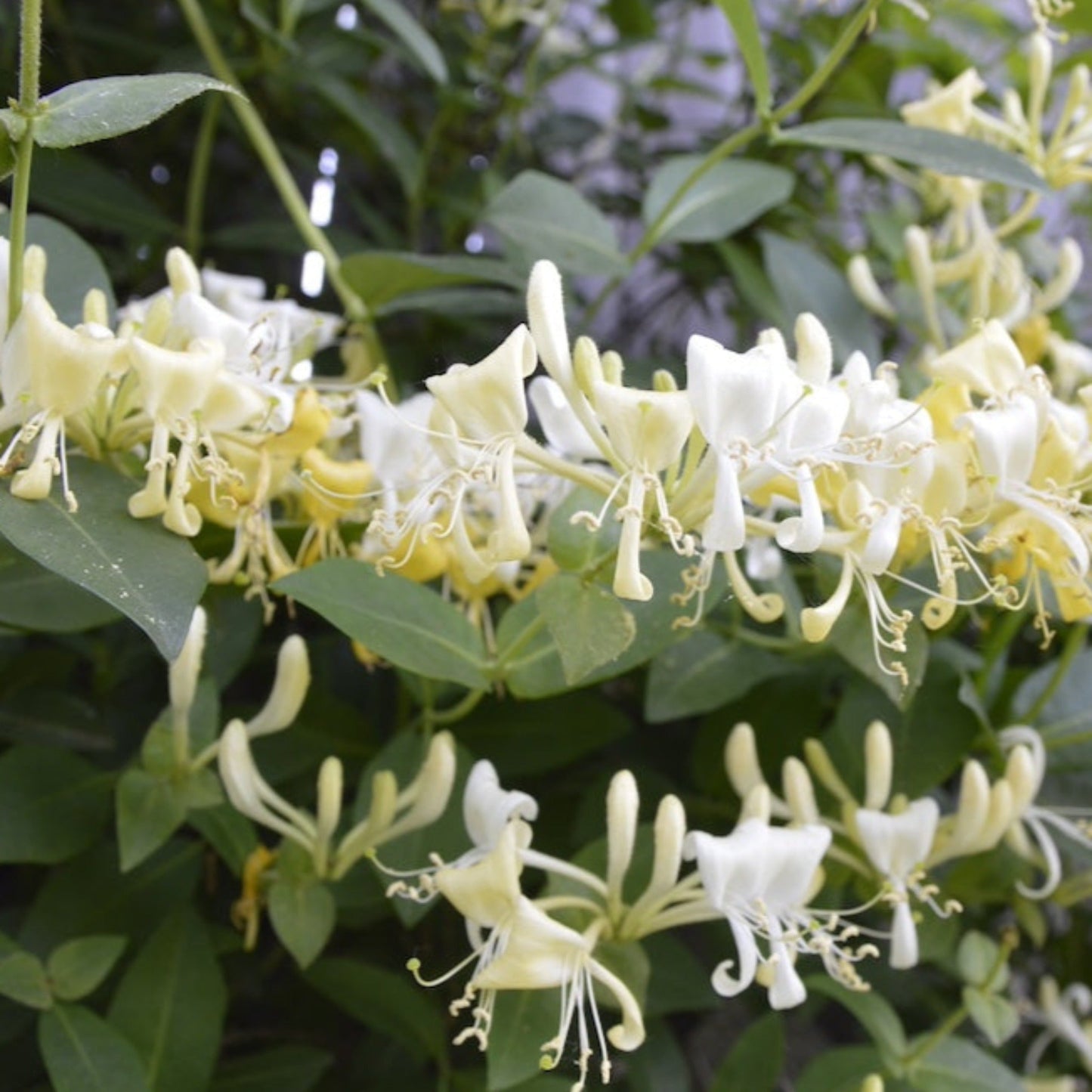 Scentsation' Honeysuckle Vine