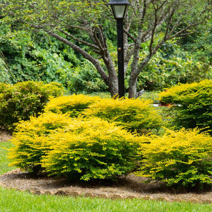 Sunshine Ligustrum