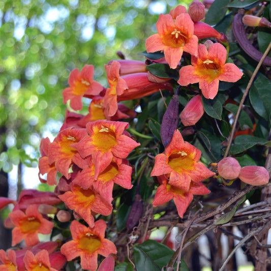 Tangerine Beauty Crossvine