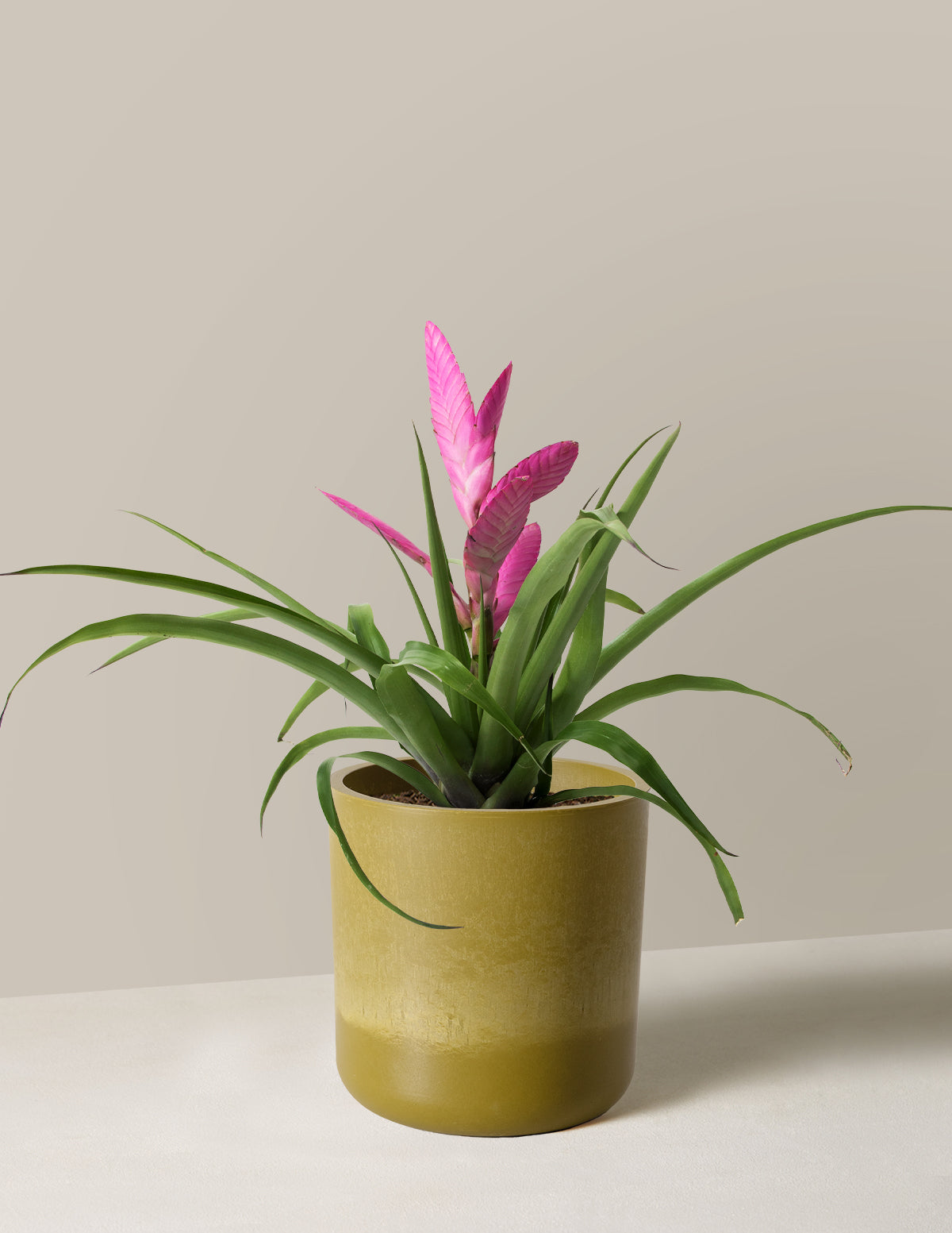 Bromeliad Antonio Pink