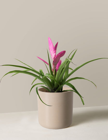 Bromeliad Antonio Pink