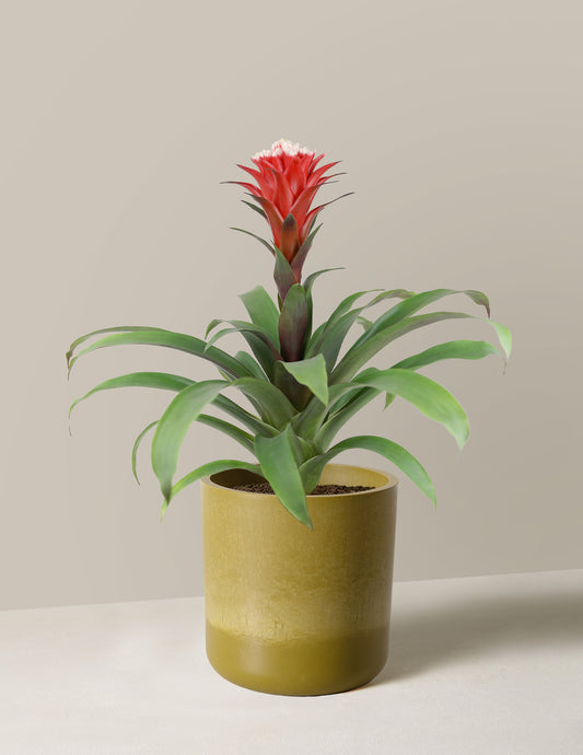 Bromeliad Red Guzmania Hope