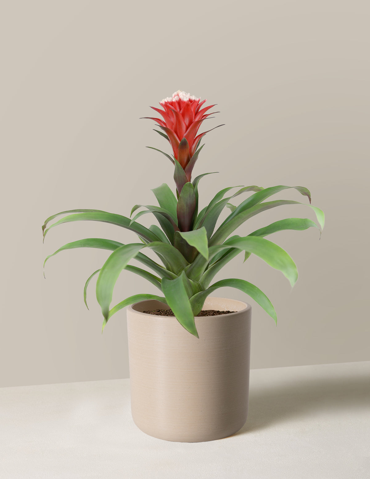 Bromeliad Red Guzmania Hope