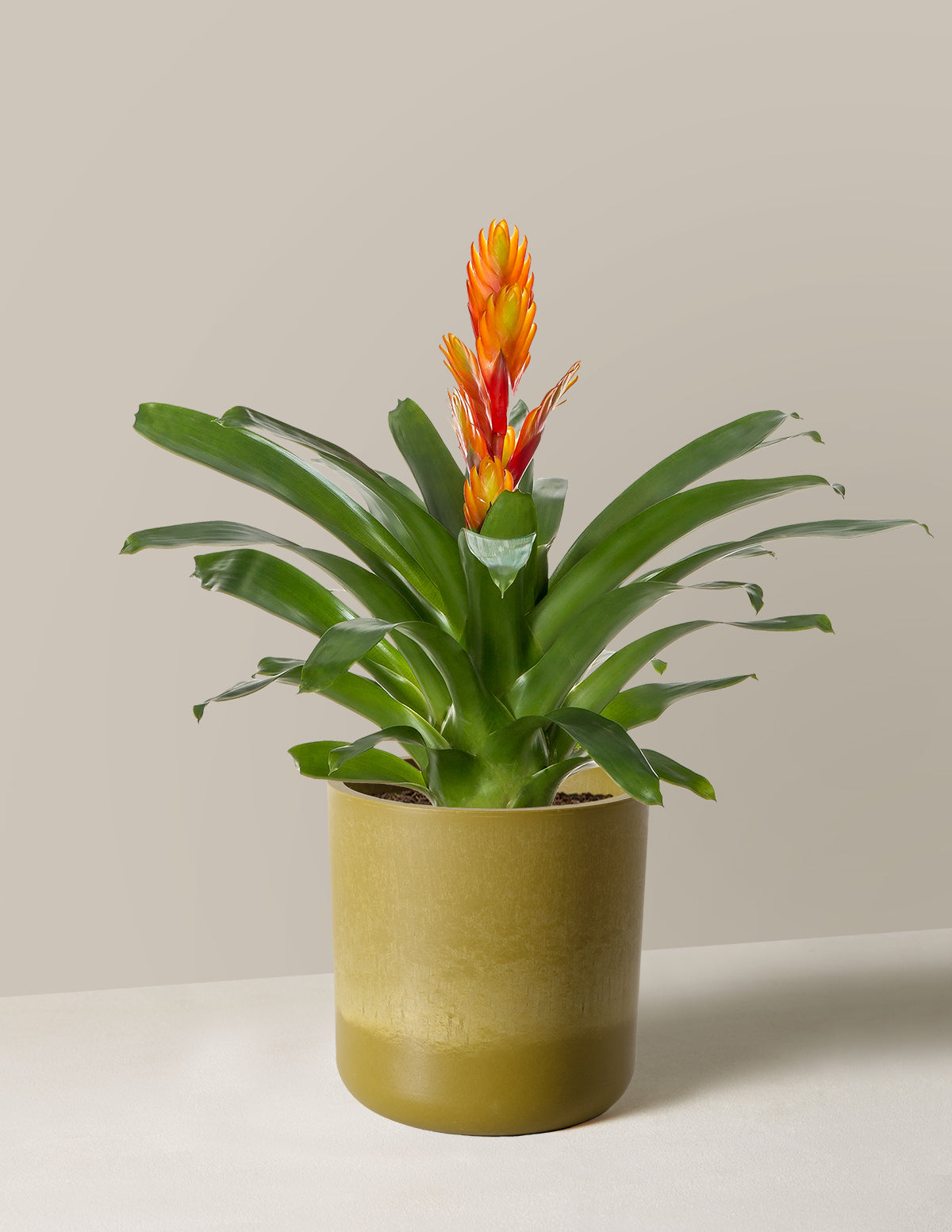 Bromeliad Vriesea Intenso Orange