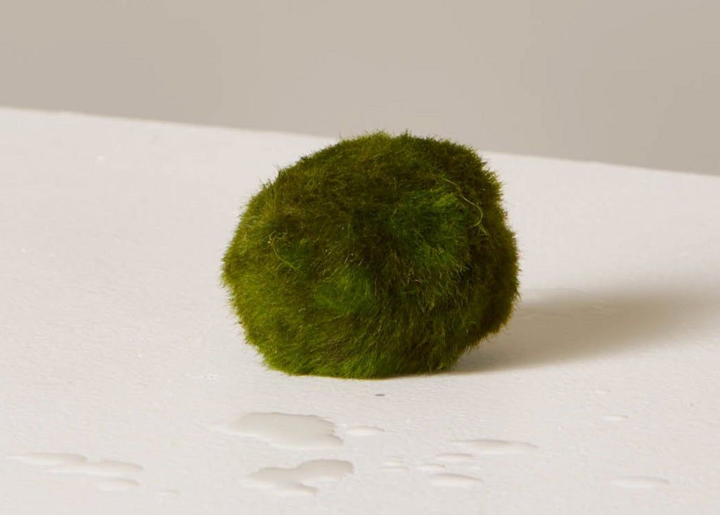 Marimo Moss Ball