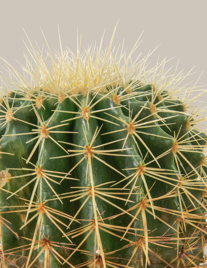 Barrel Cactus