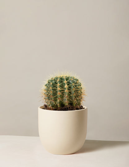 Barrel Cactus