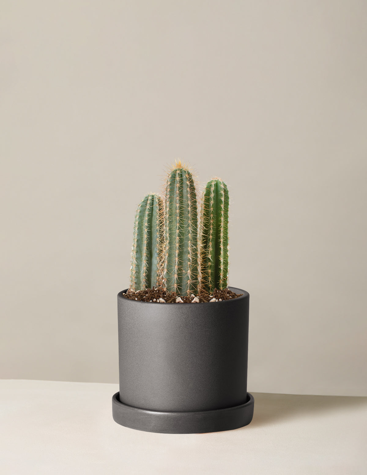 Column Cactus