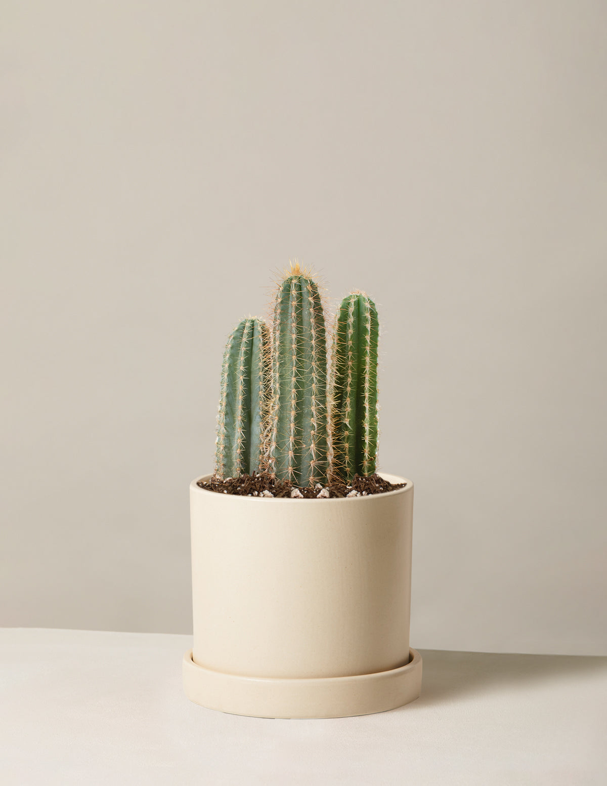 Column Cactus