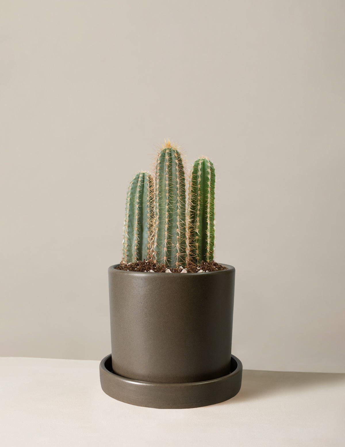 Column Cactus