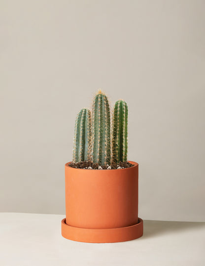 Column Cactus