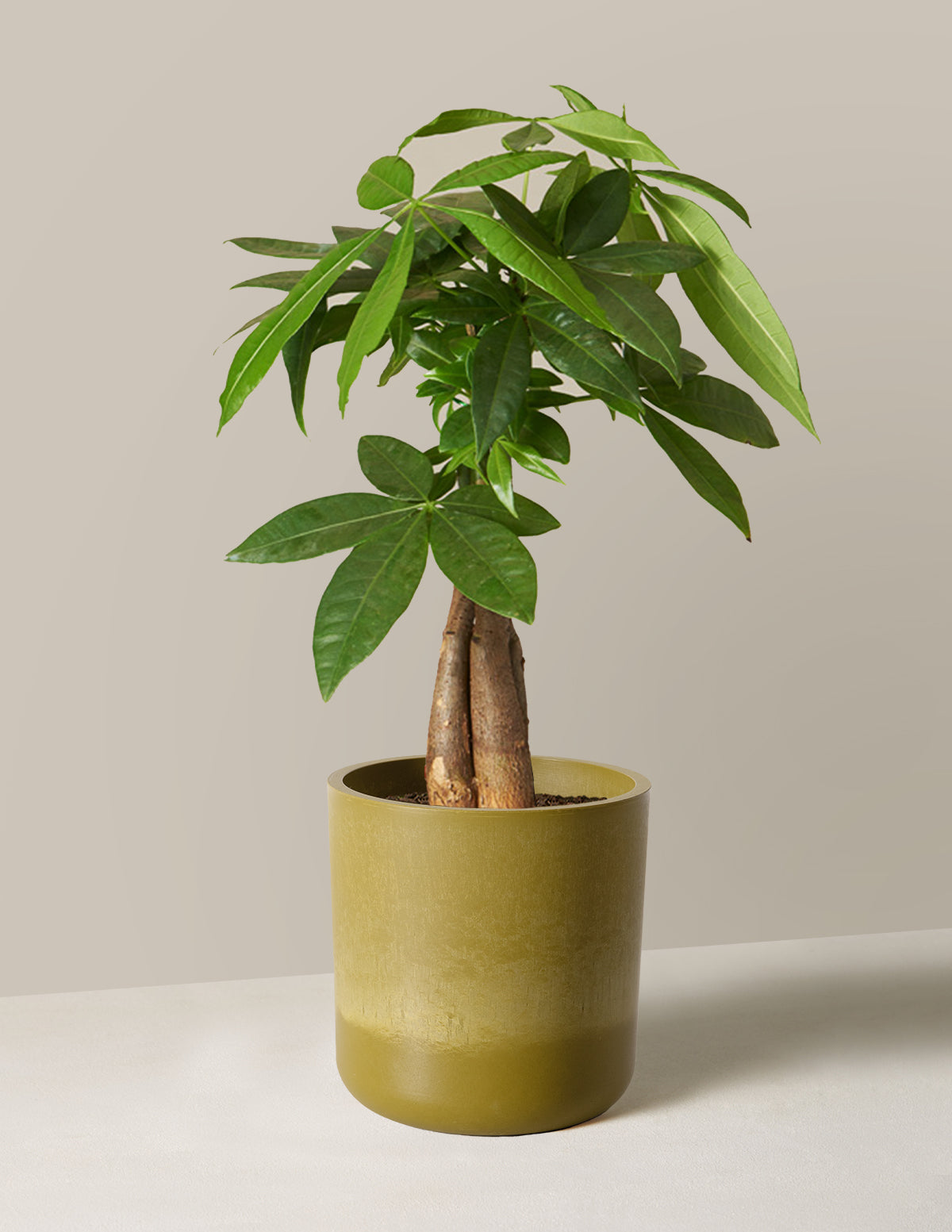 Money Tree Plant