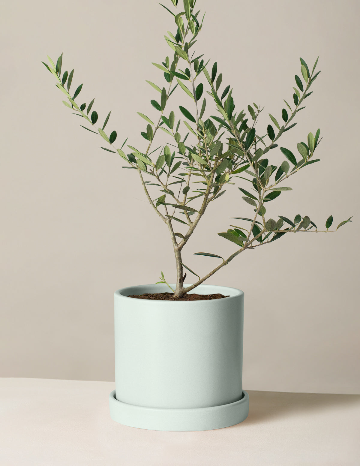 Olive Tree