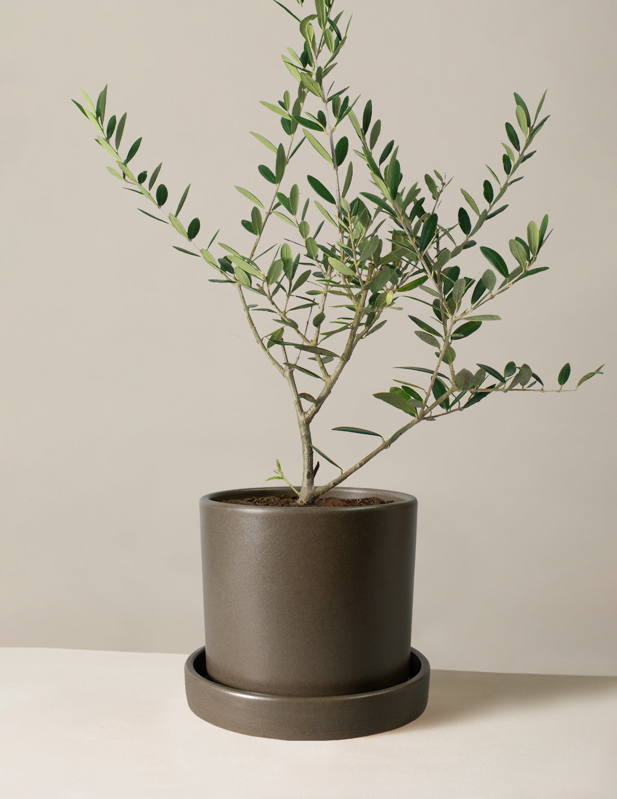 Olive Tree