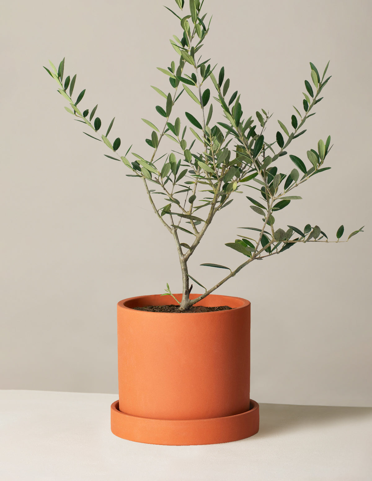 Olive Tree