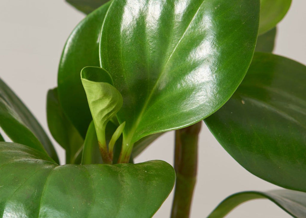 Peperomia Obtusifolia