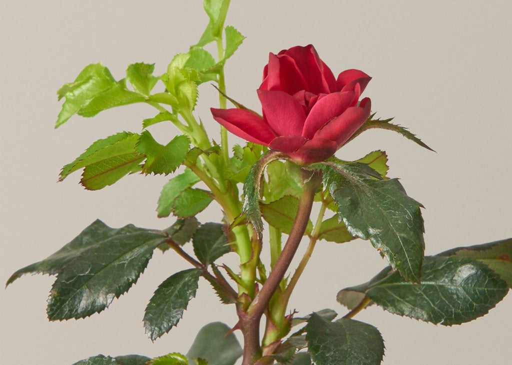 Petite Knock Out Rose®