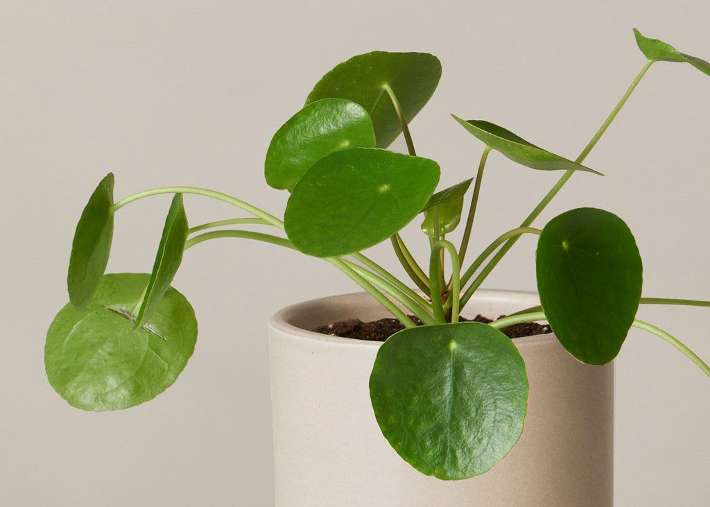 Pilea Peperomioides