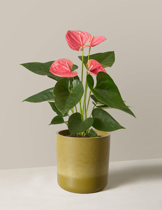 Pink Anthurium