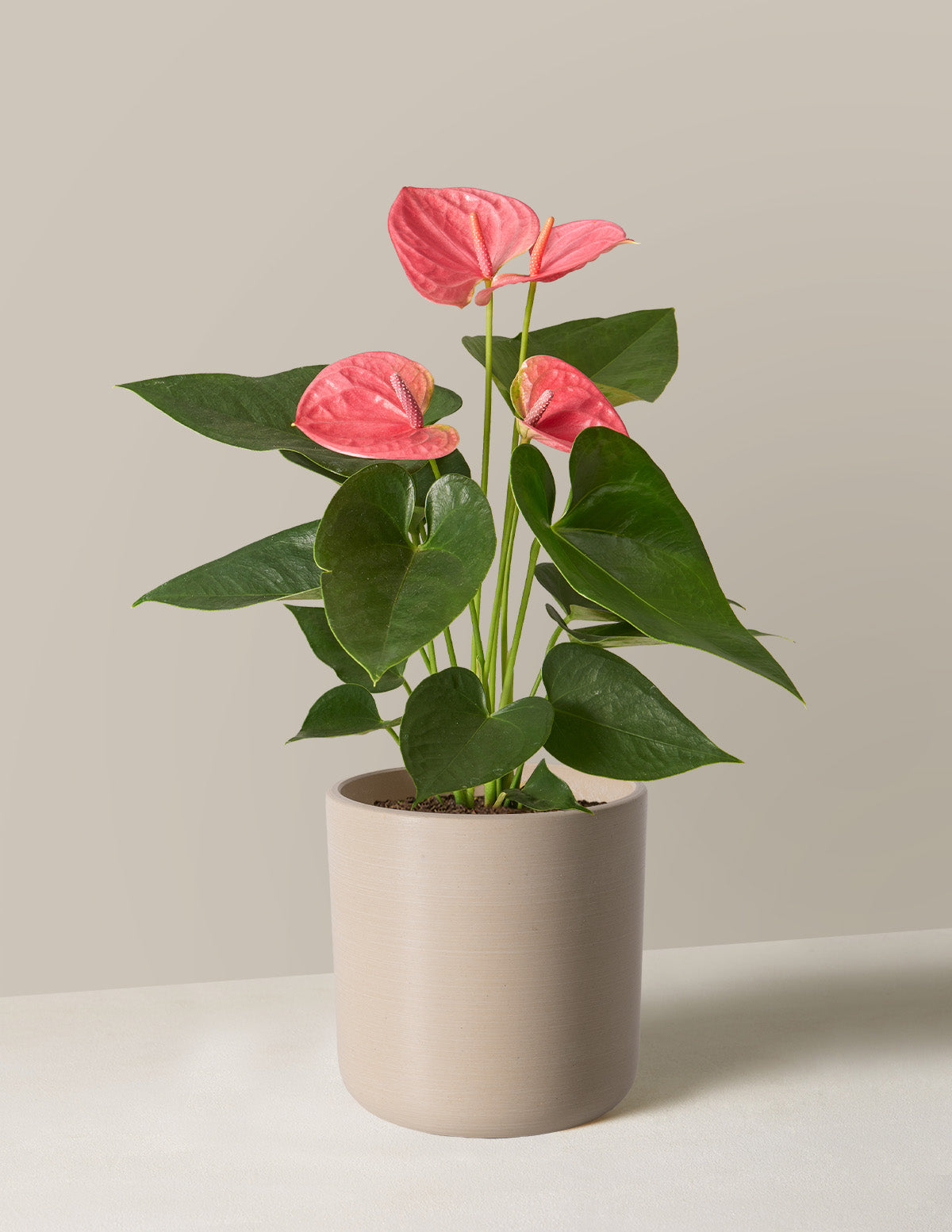 Pink Anthurium