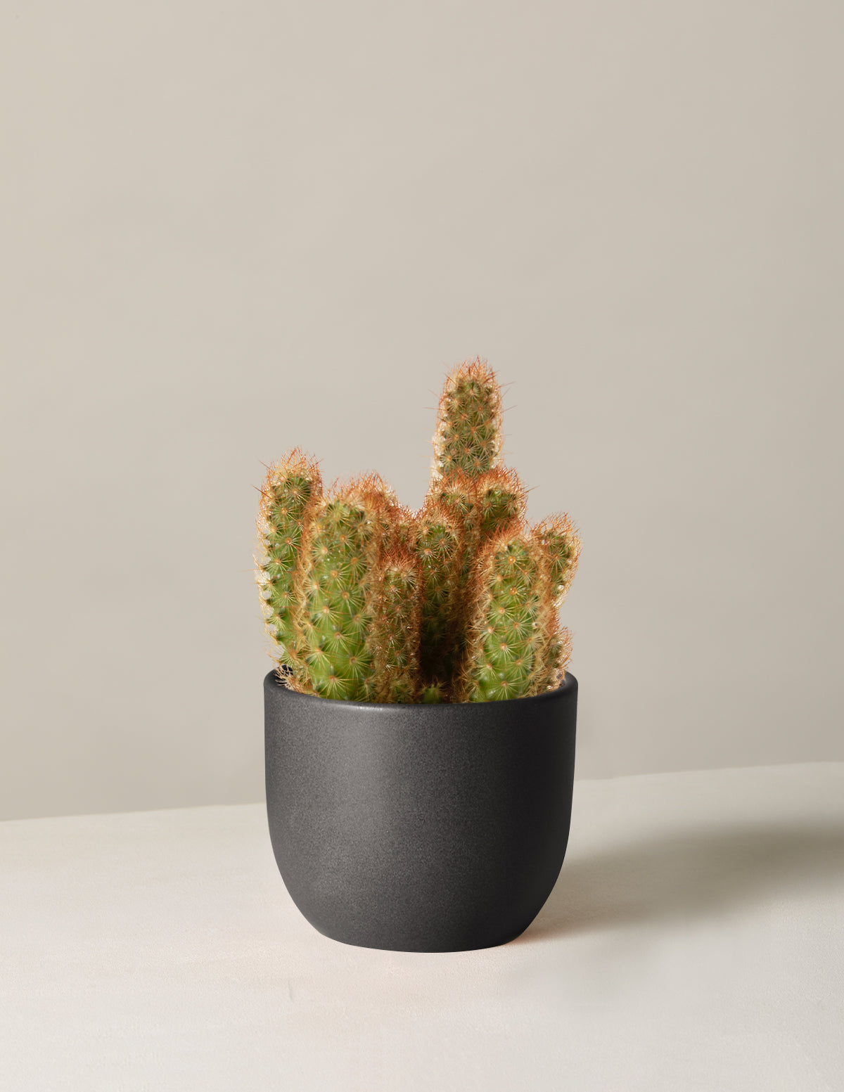 Ladyfinger Cactus