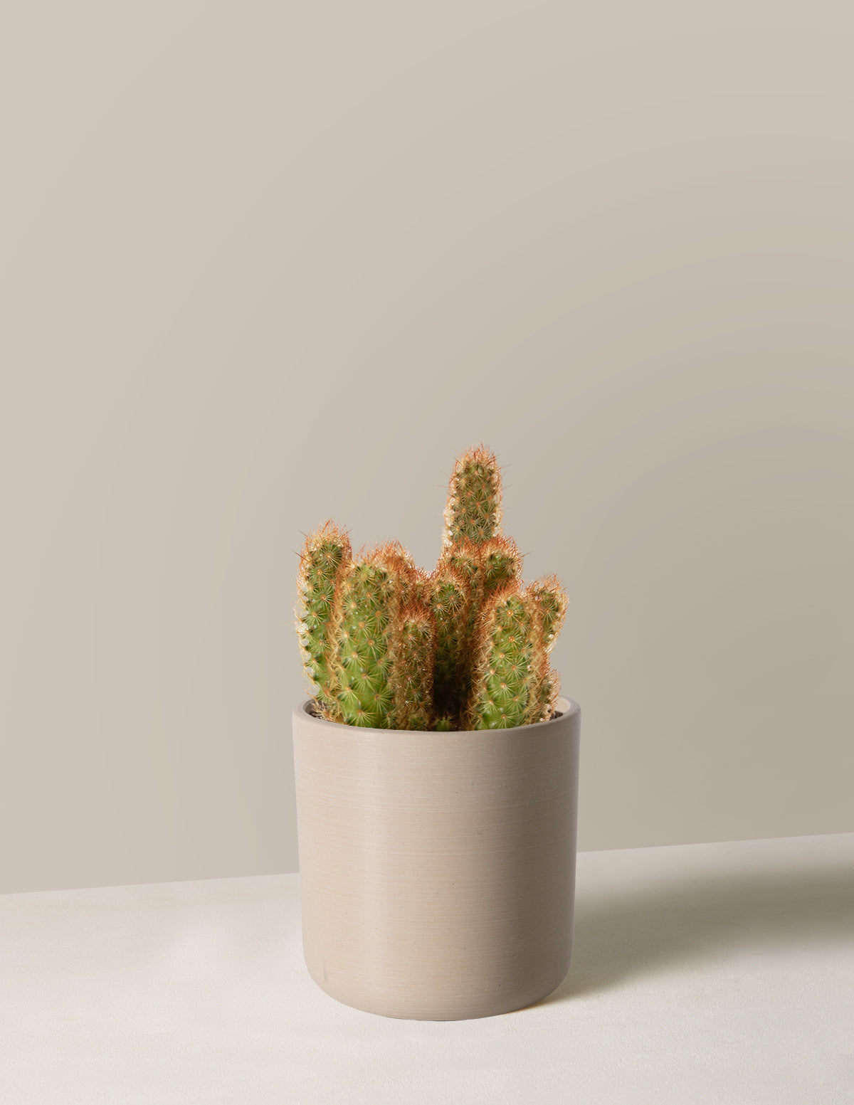 Ladyfinger Cactus