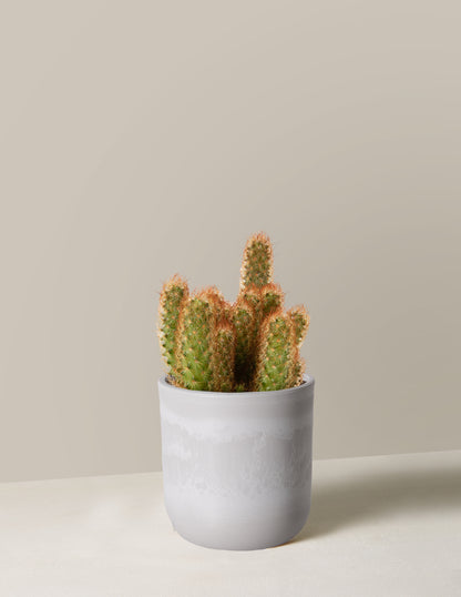 Ladyfinger Cactus