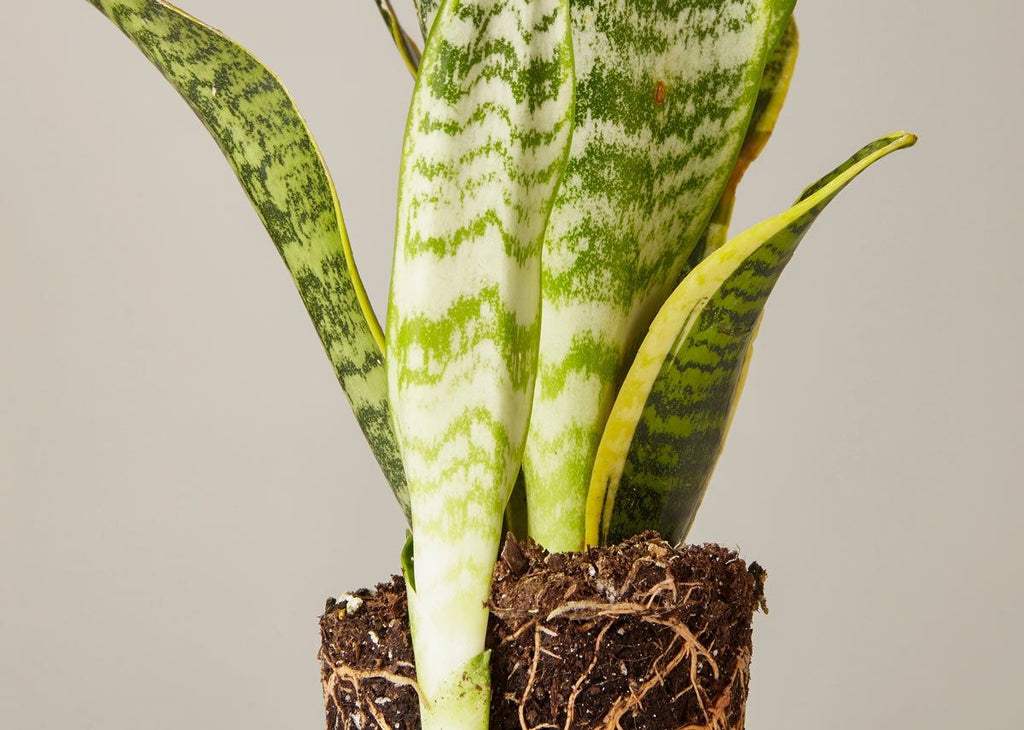 Snake Plant Laurentii