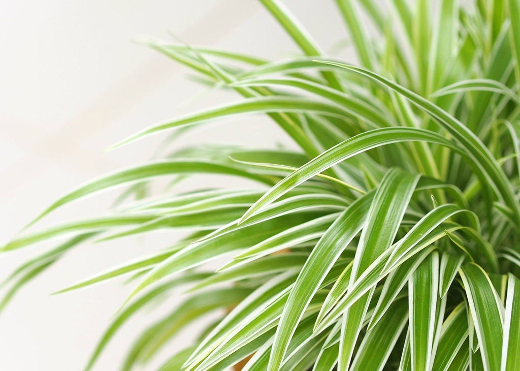 Spider Plant Variegated