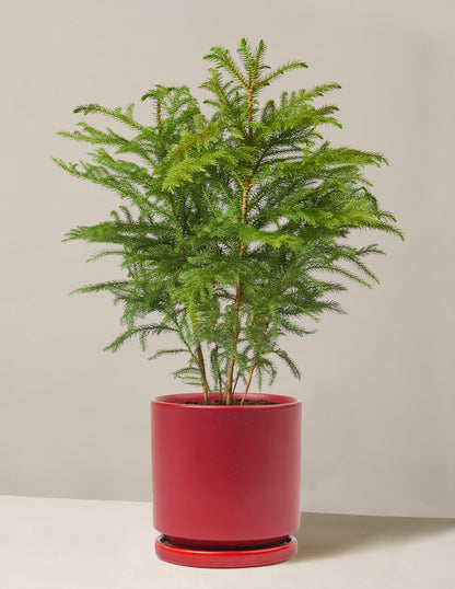 Norfolk Island Pine