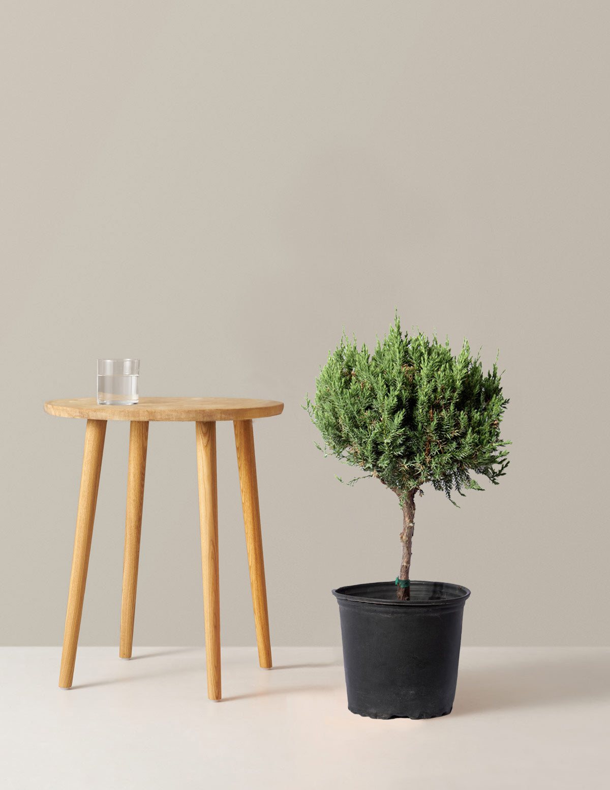 Blue Point Juniper Topiary