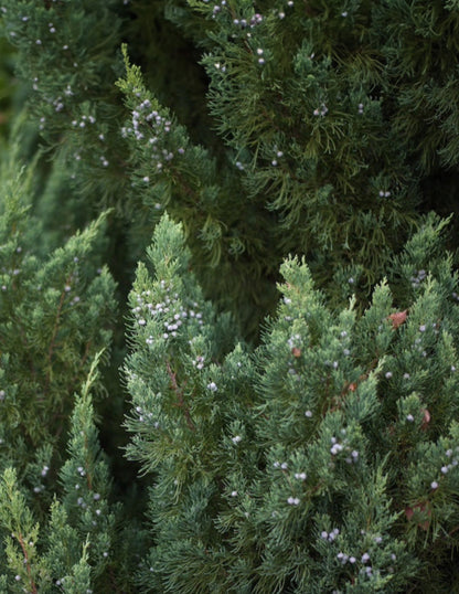 Blue Point Juniper Topiary