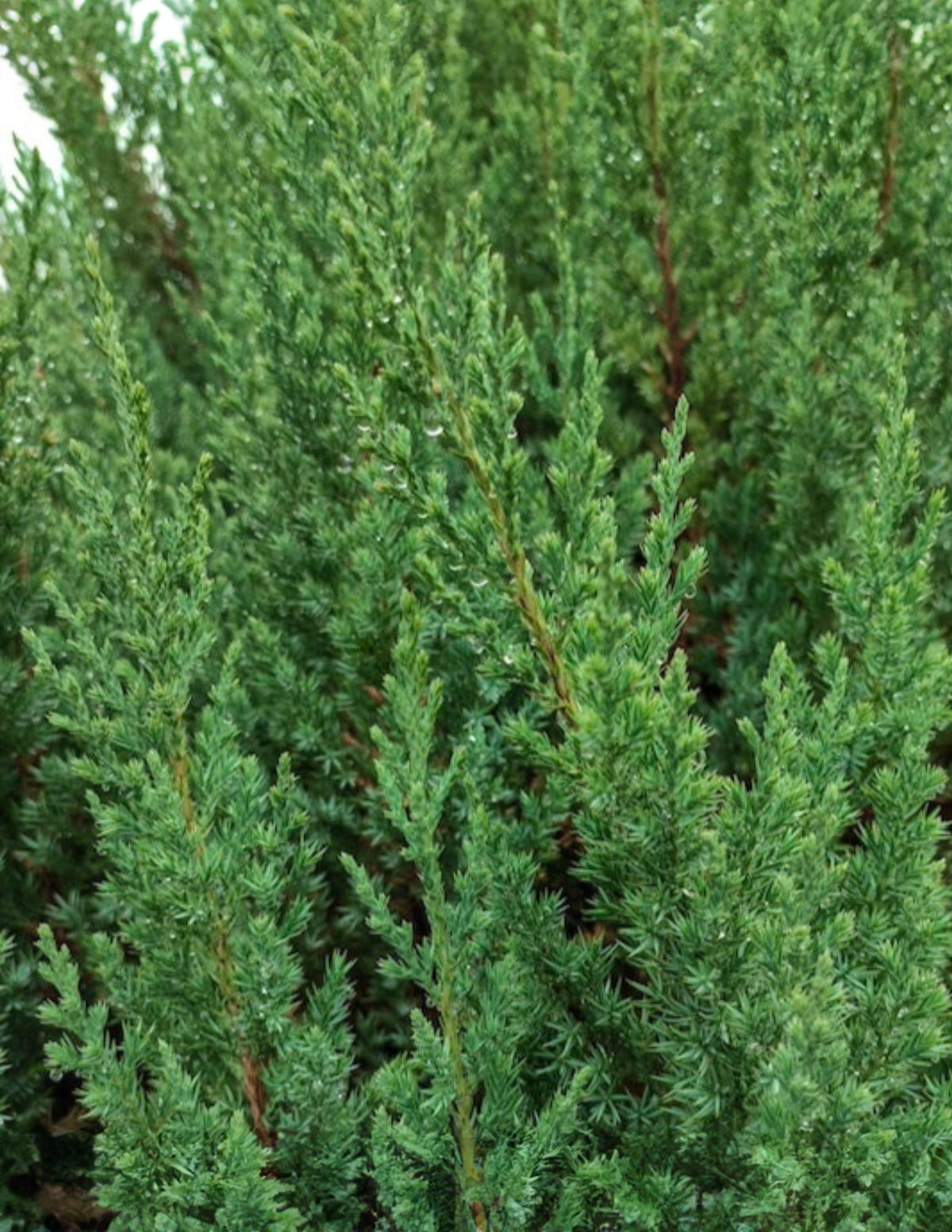 Blue Point Juniper Topiary